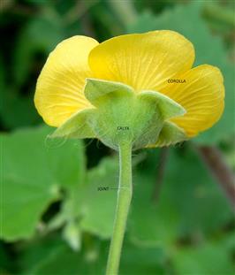 Flower-Joint in upper region and Absence of Epicalyx